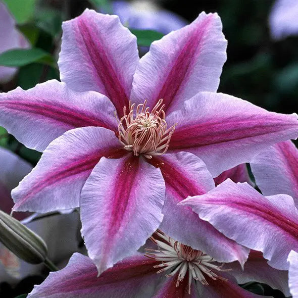 fleur rose claire et carmin de la clématite "Docteur ruppel" (clematis)