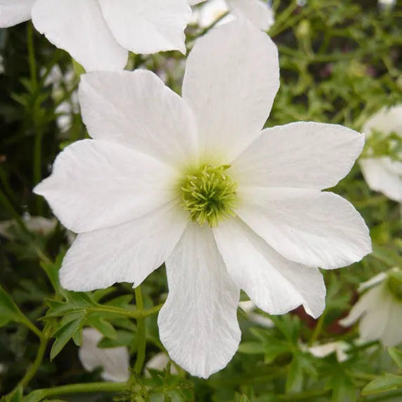 fleurs blanches à cœur vert citron de la clématite "early sensation" (clematis)