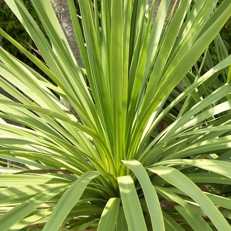 Cordyline australis (dracaena indivisa)