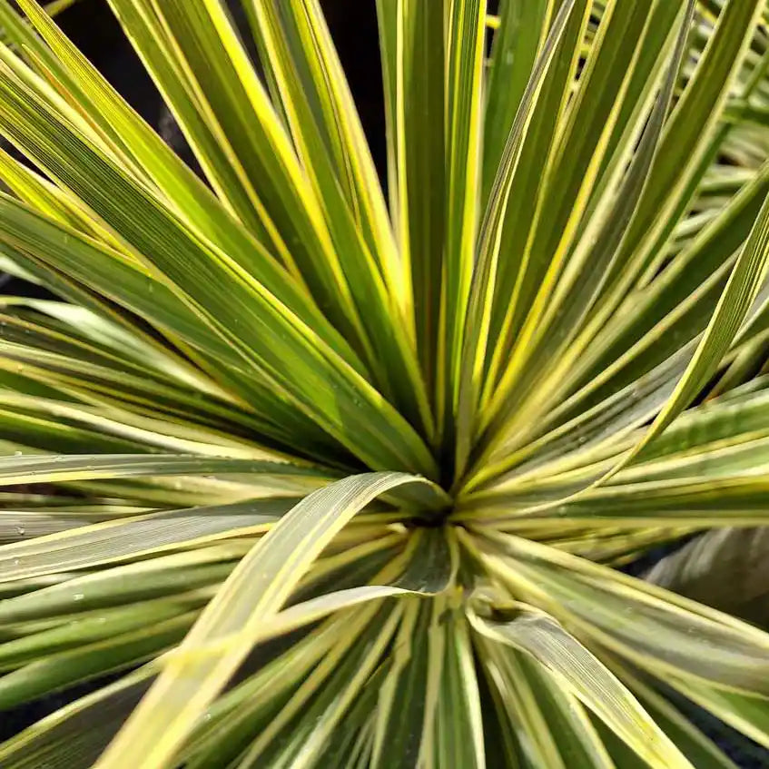 feuilles vertes et jaunes du cordyline australis torbay dazzler