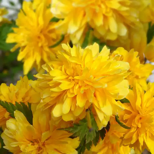 Corète du Japon Pleniflora (Kerria japonica Pleniflora)