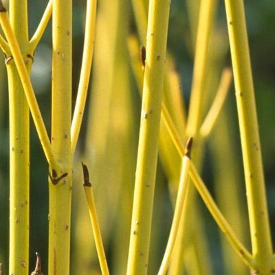Cornouiller à bois jaune (Cornus stolonifera ‘Flaviramea’)
