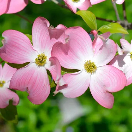 cornouiller de Floride "Chief Cherokee"