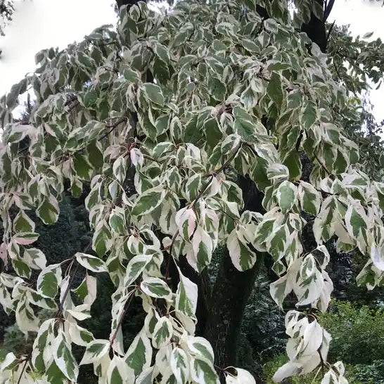 Feuilles panachées du cornouiller des pagodes