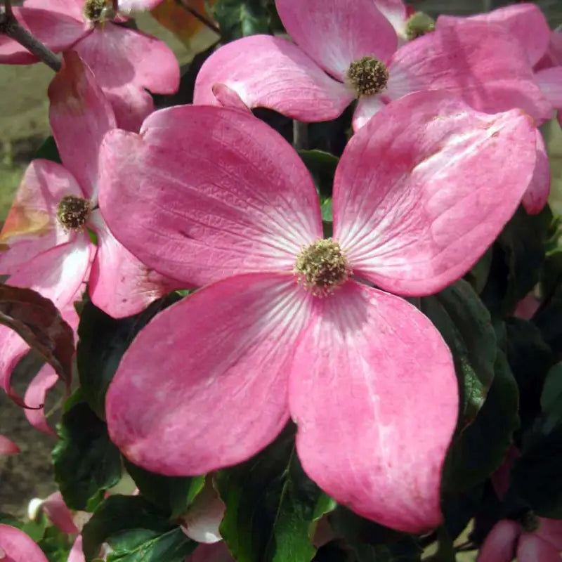 fleur rose de cornouiller du Japon satomi