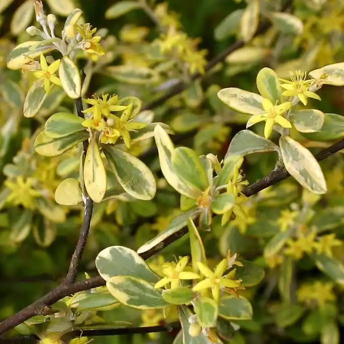 Corokia ‘Sunsplash’ (Corokia virgata ‘Sunsplash’)