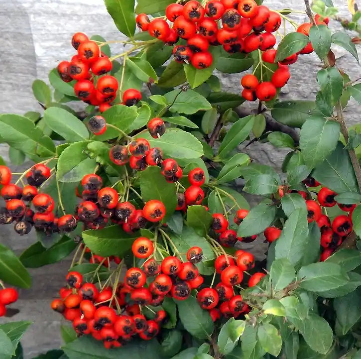 Baies rouges de cotoneaster