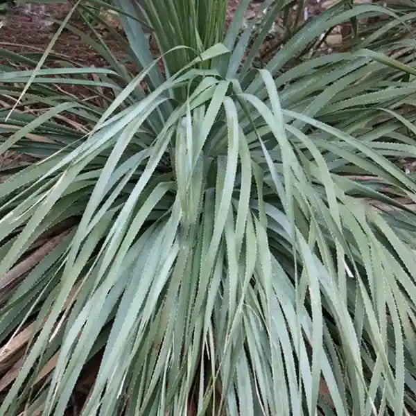 Dasylirion glaucophyllum