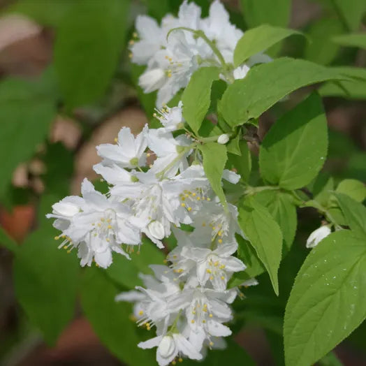 Deutzia gracile (Deutzia gracilis)
