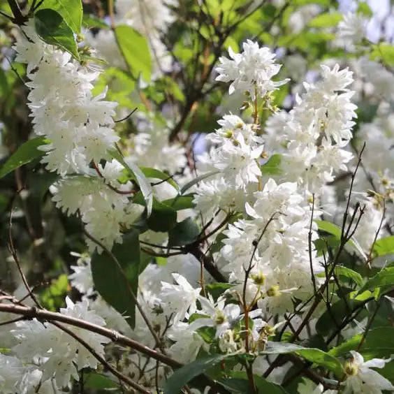Deutzia ‘Magnifica’ (Deutzia magnifica)