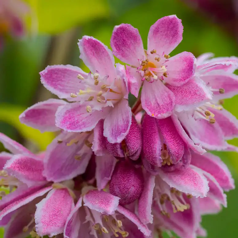 Deutzia ‘Perle Rose’ (Deutzia hybrida ‘Perle Rose’)