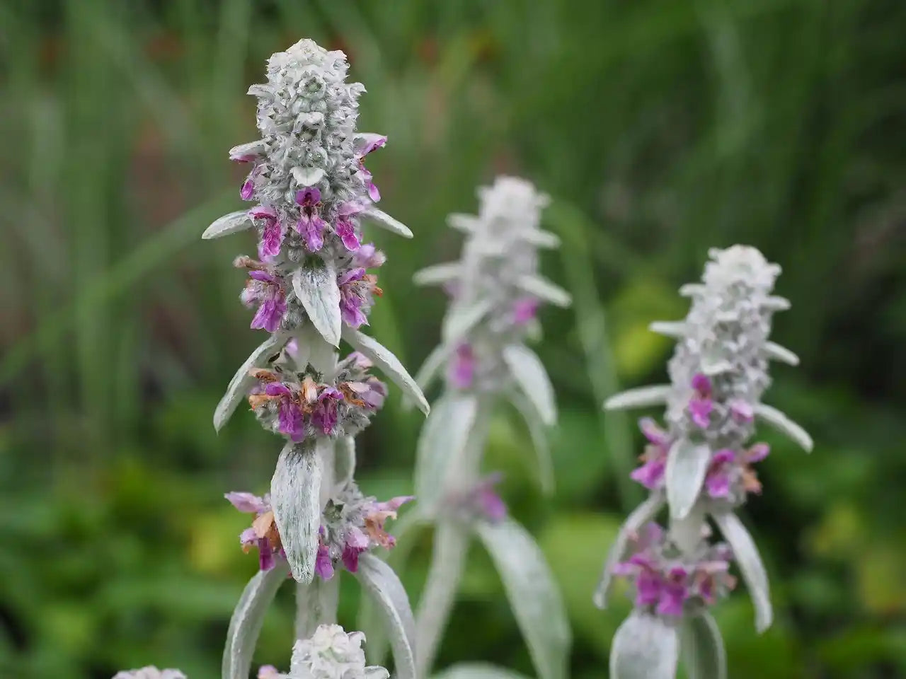 Fleurs de l'épiaire stachys "Byzantina"