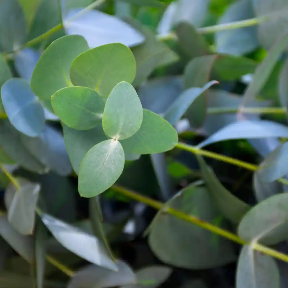 Feuilles gris bleues d'eucalyptus gunnii