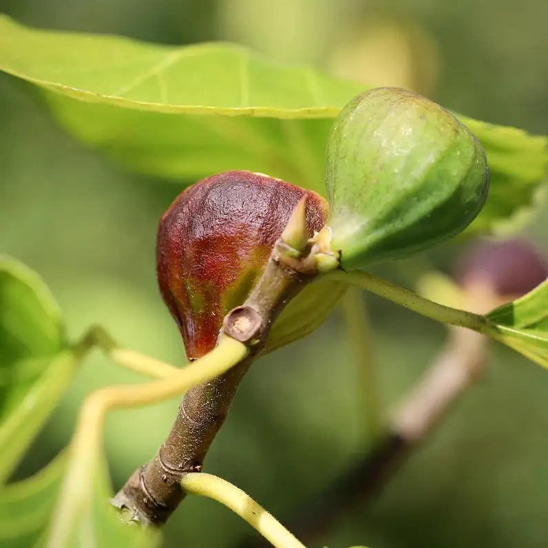 fruit du figuier nain figality