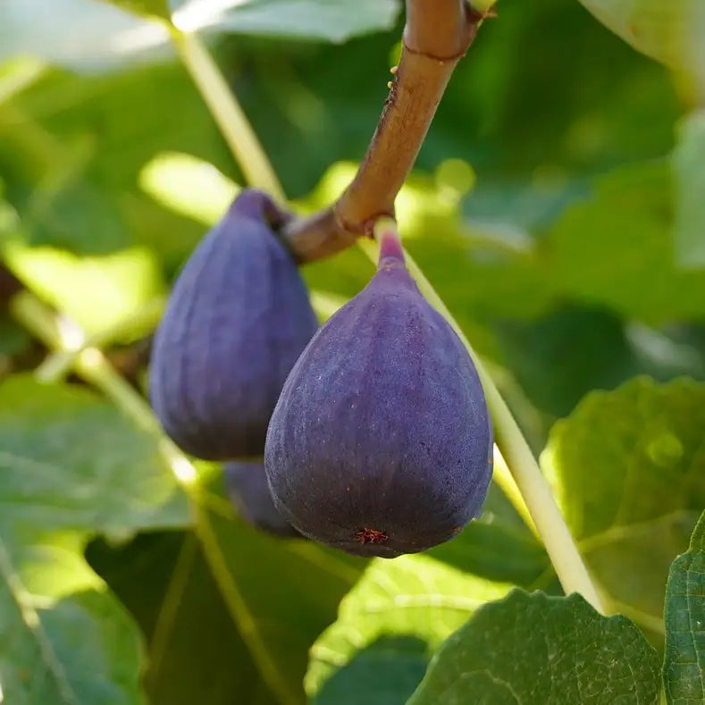 figuier violette dauphine