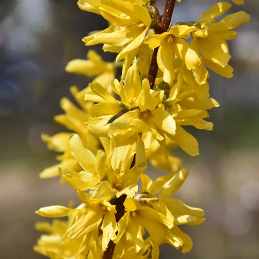 Forsythia Lynwood gold