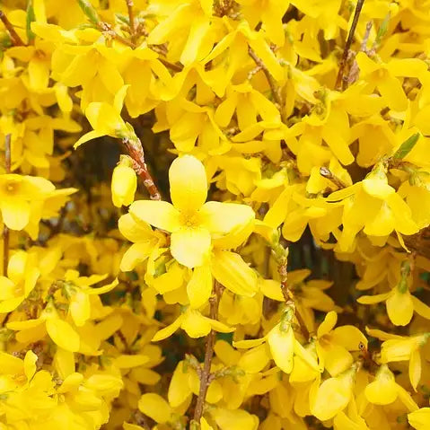 Forsythia Mini gold