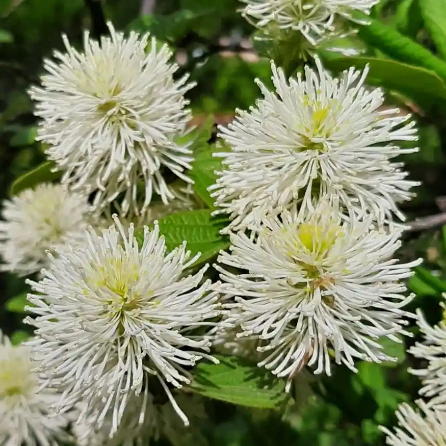 Fothergille majeure (Fothergilla major)