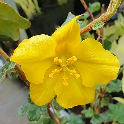 Fremonthia de californie (Fremontodendron California Glory)