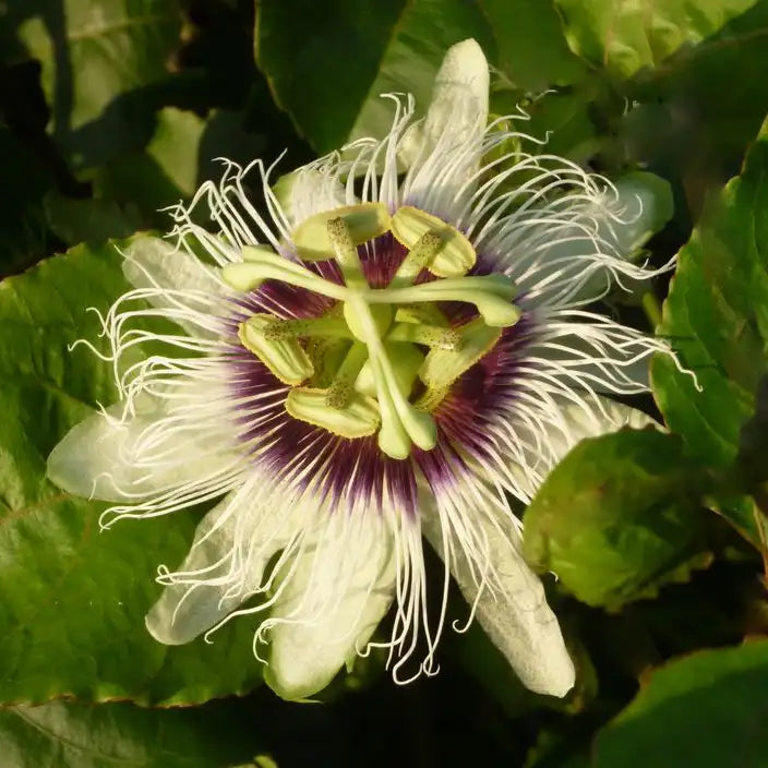 fleur du fruit de la passion (passiflora edulis)