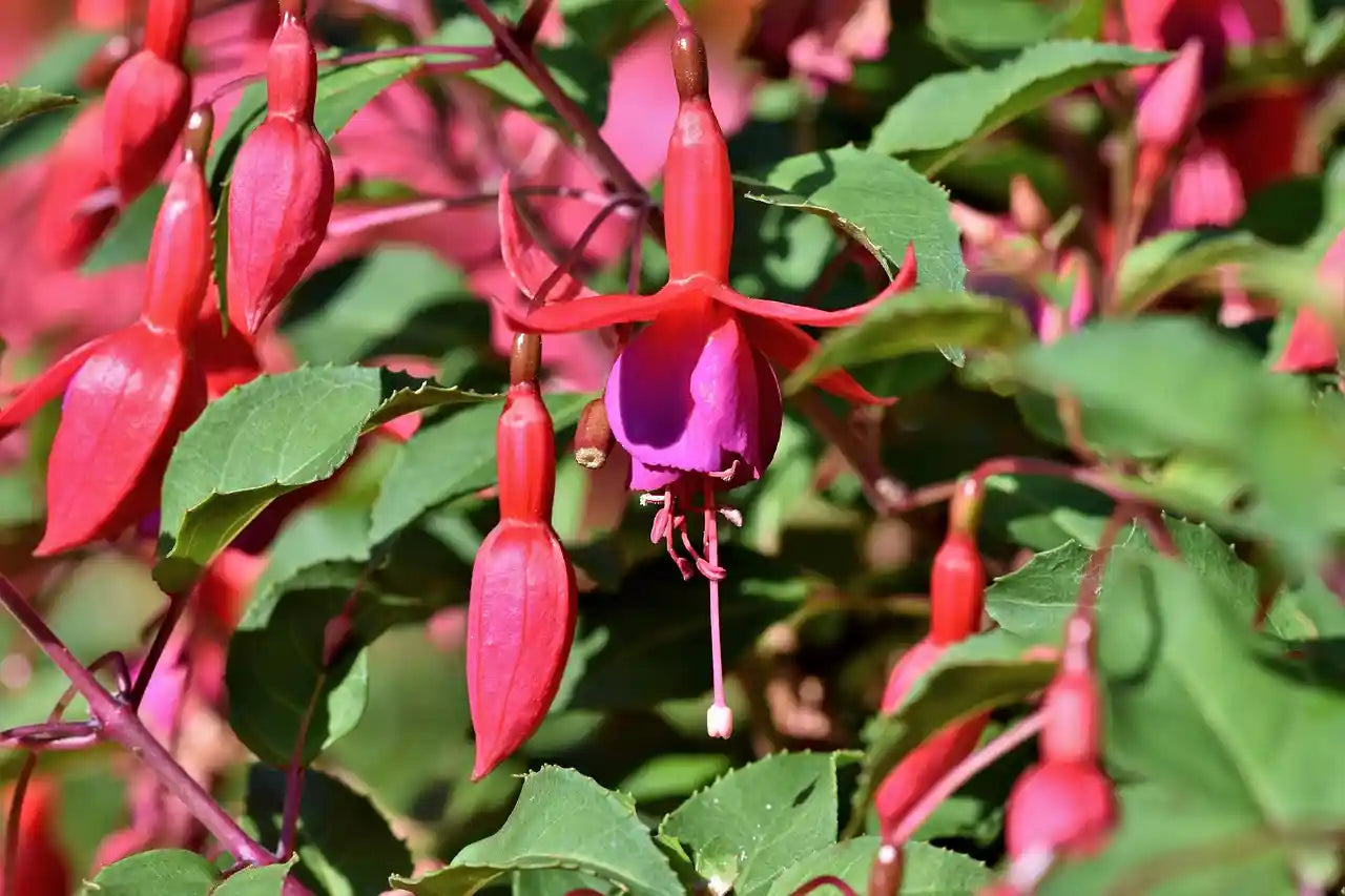 Fuchsia Bernisser Hardy