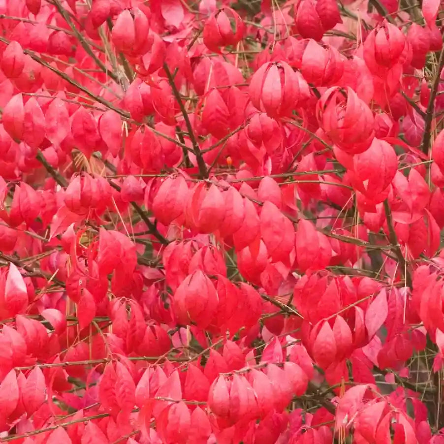 Fusain ailé compact (Euonymus alatus Compactus)