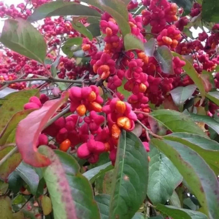 Fusain Red Cascade (Euonymus europaeus Red Cascade)