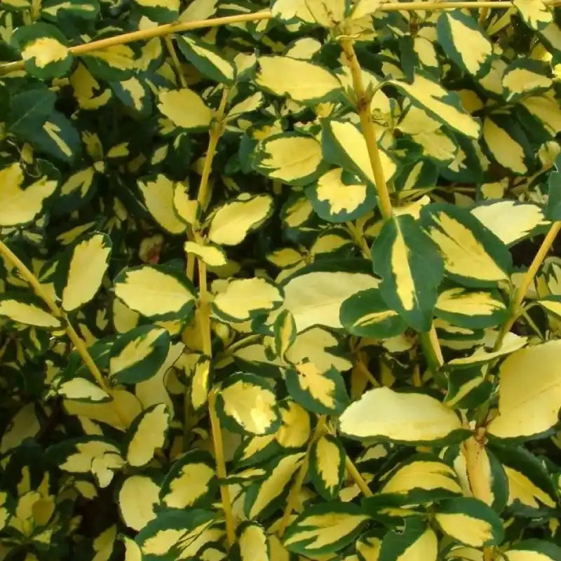 Fusain persistant panaché Blondy® (Euonymus fortunei Blondy®)