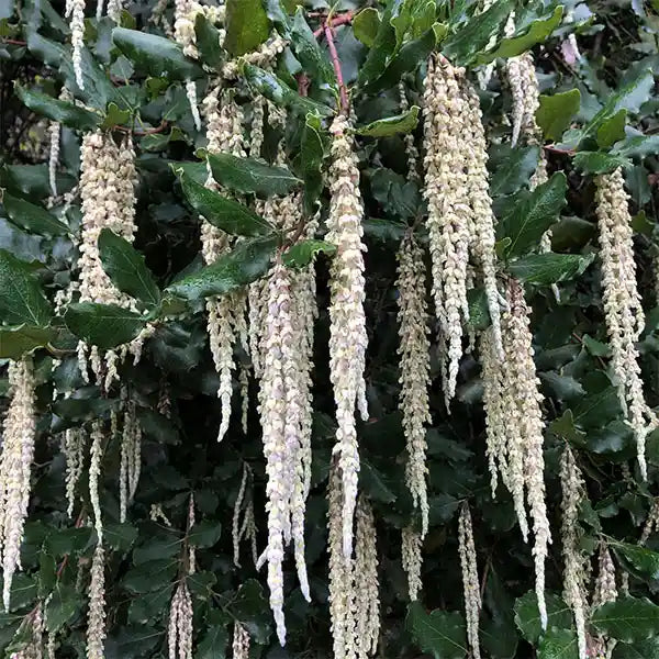 Garrya elliptica