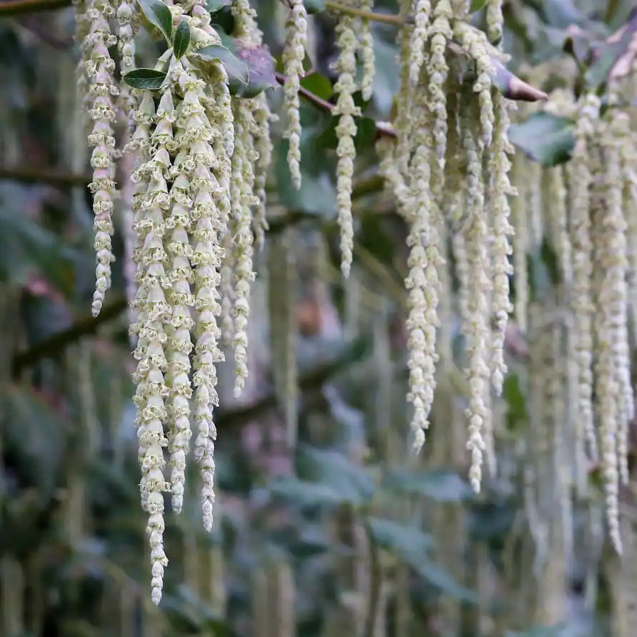 Garrya de Thuret (Garrya thuretii)