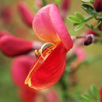 Genêt à balais (Cytisus Burkwoodii)