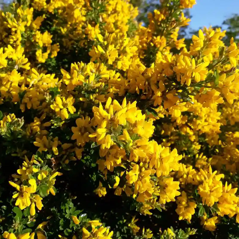 Genêt de Porlock (Genista Porlock)