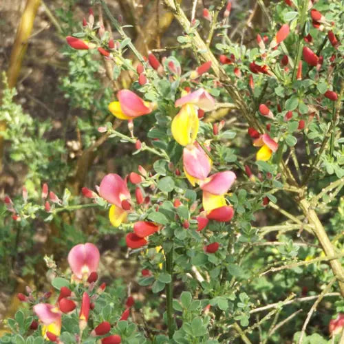 Genêt "La coquette"