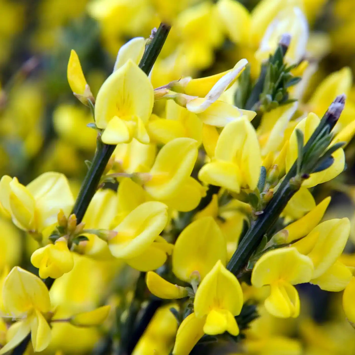Genêt précoce ‘All Gold’ (Cytisus praecox ‘All Gold’)