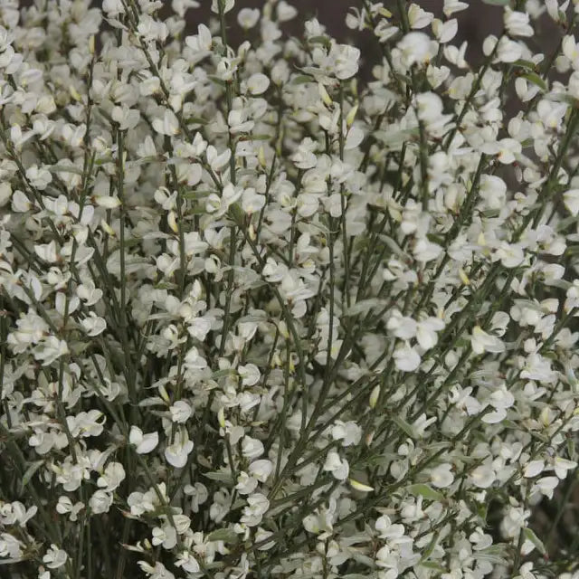Genêt précoce blanc (Cytisus praecox ‘Alba’)