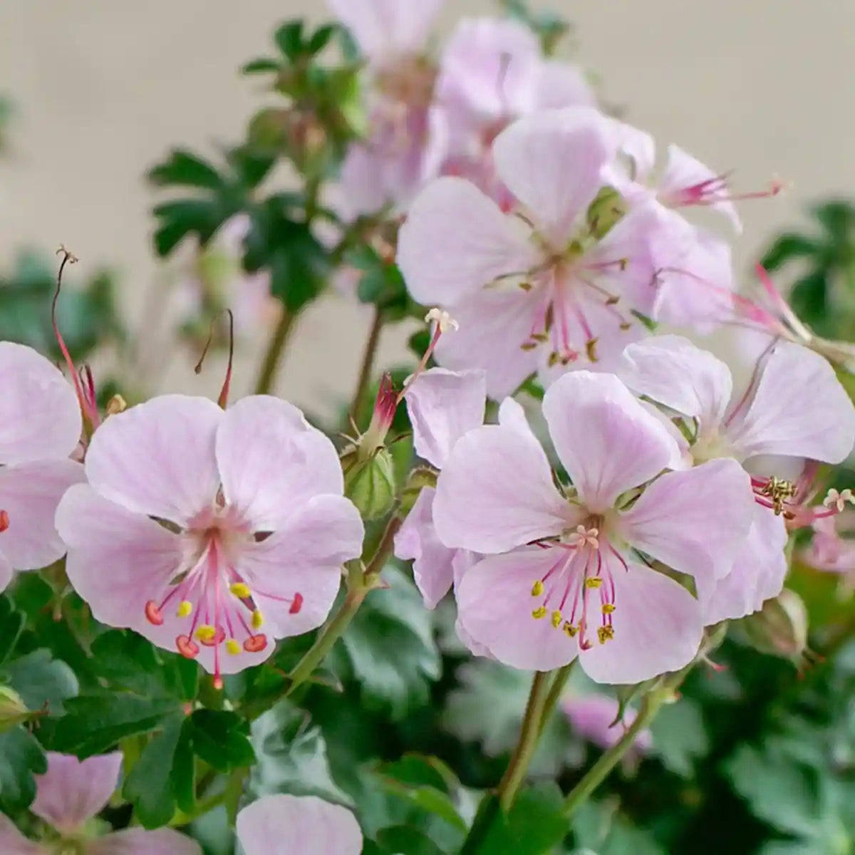 Fleurs blanches rosées du geranium Cantabrigiense Biokovo