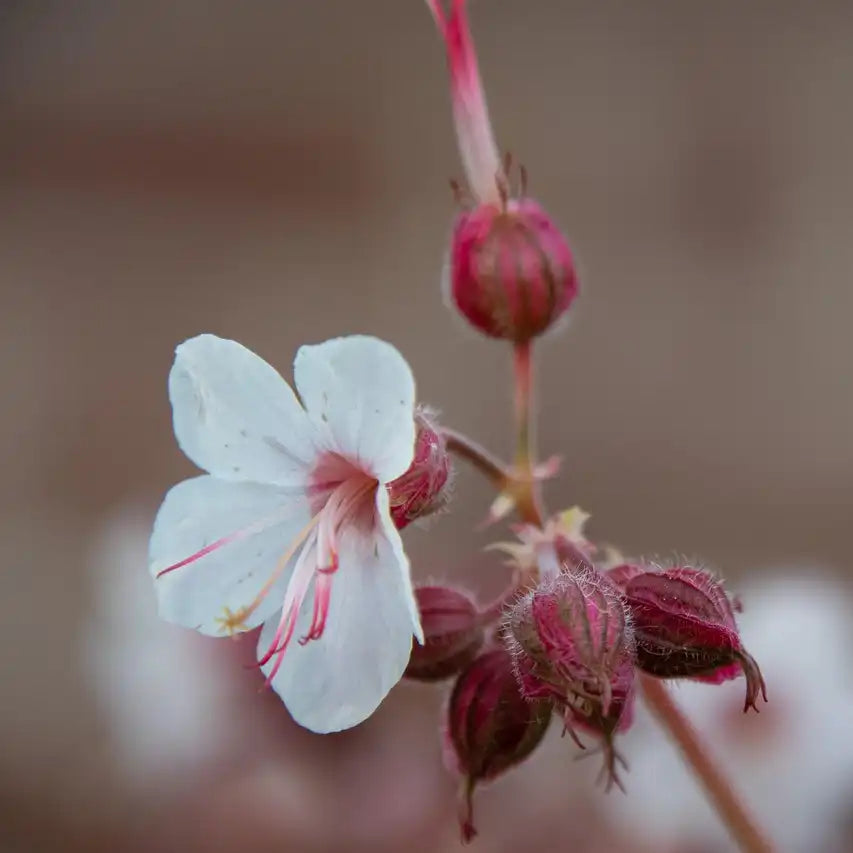 Geranium Spessart