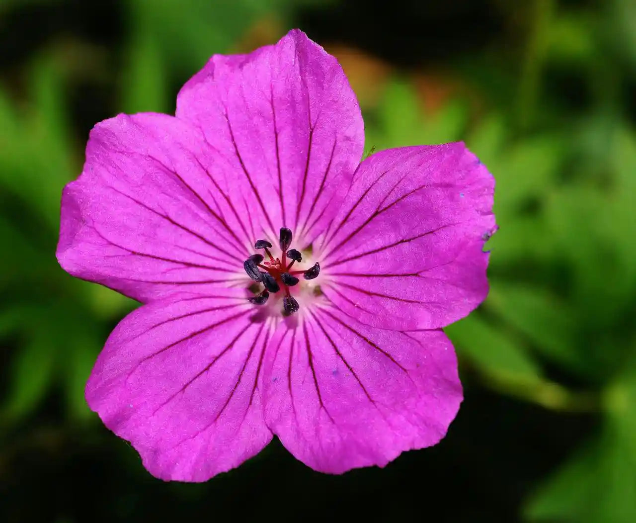 Fleur rose pourpre du géranium sanguineum