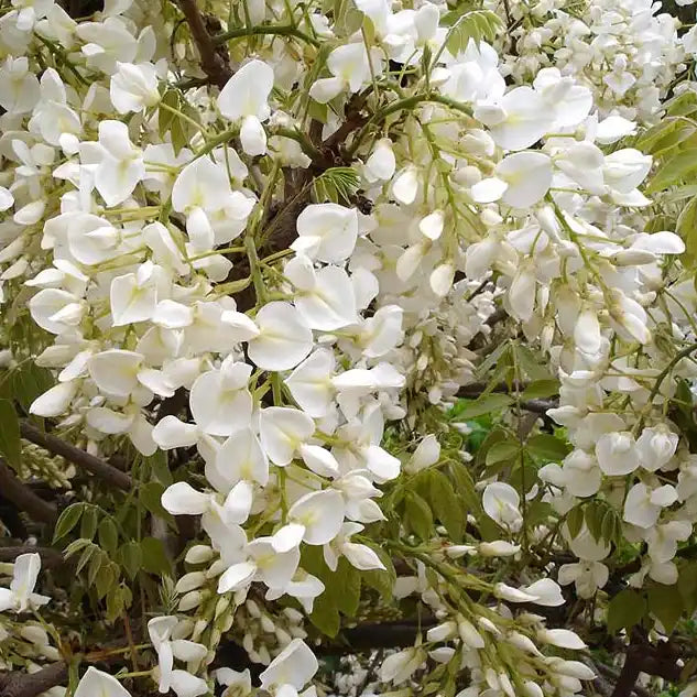 grappes de fleurs blanches de la glycine de Chine