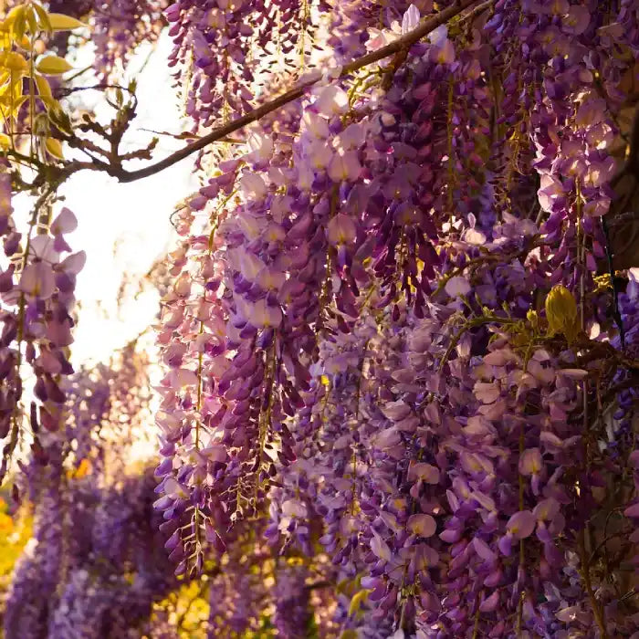 Glycine du Japon à fleurs violettes en pleine floraison