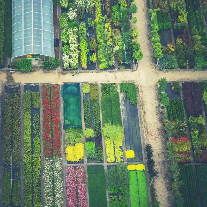 plantes colorées vues du ciel