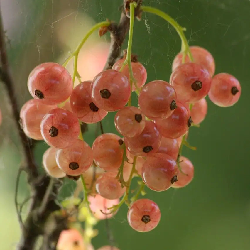 groseiller à baies roses