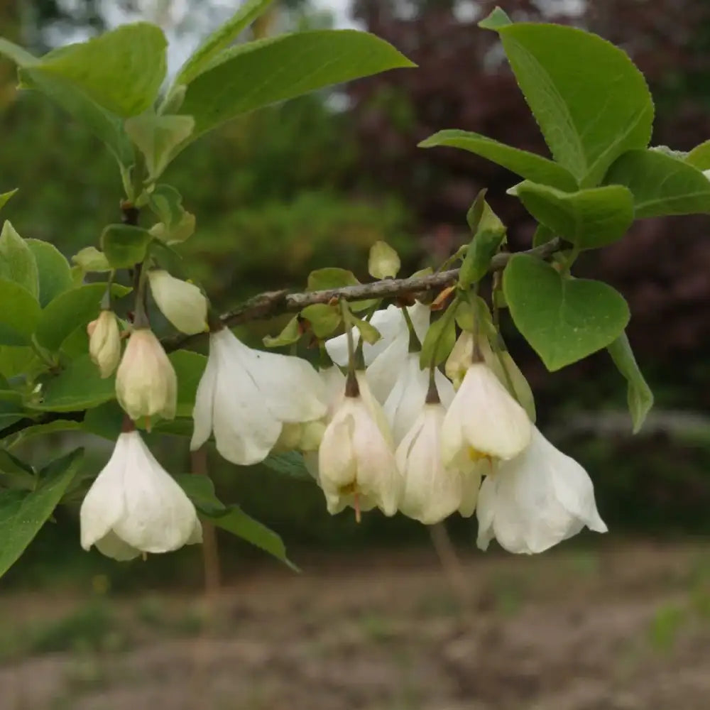 Arbre aux cloches d'argent (Halesia carolina)