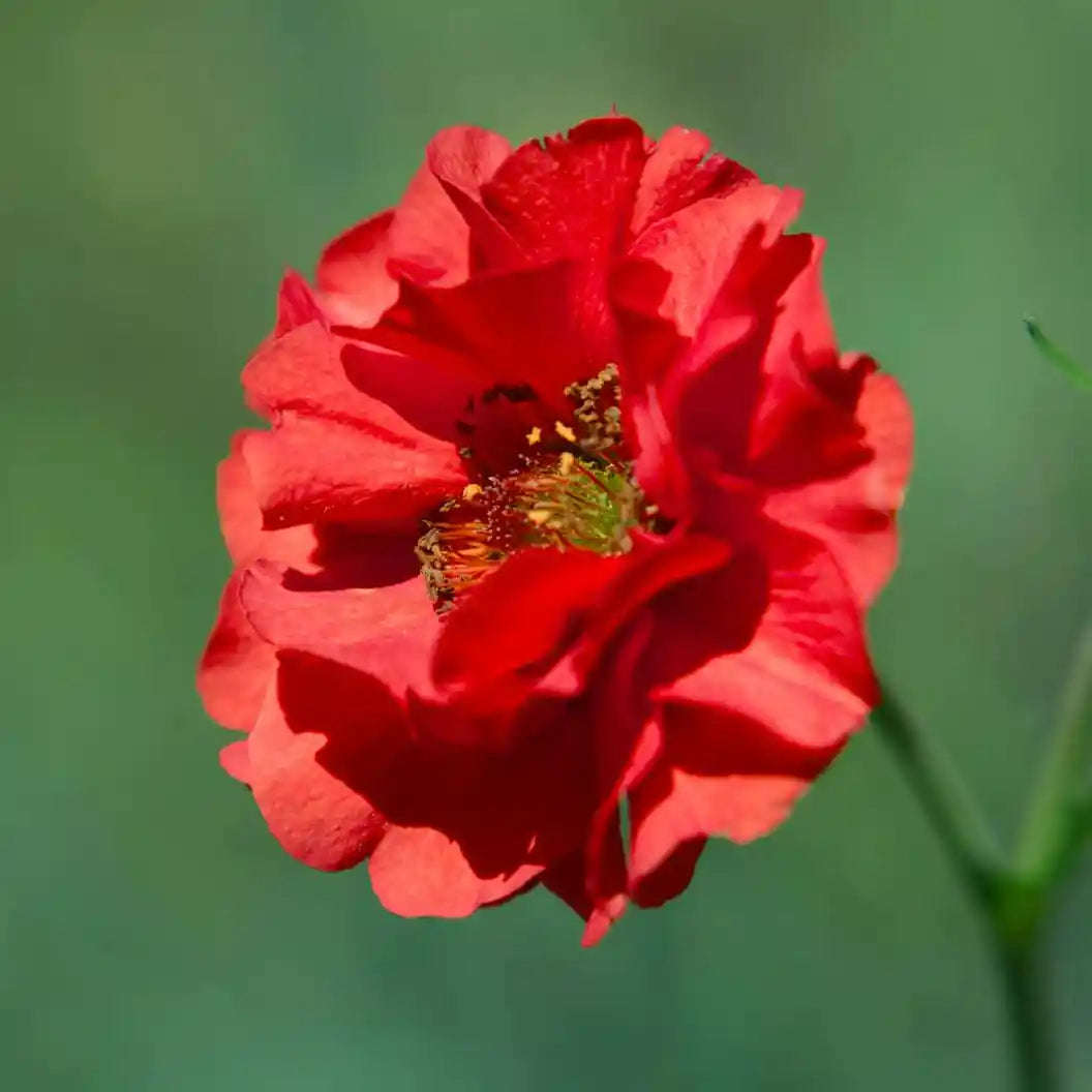 Fleur rouge de l'hélianthème 'Cerise Queen'