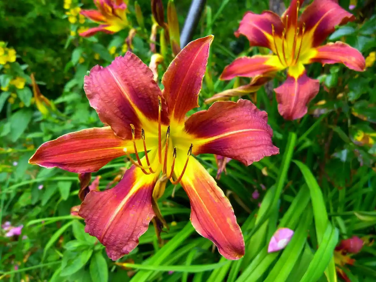 Fleur de l'hemerocalle (Hemerocallis) Autumn Red