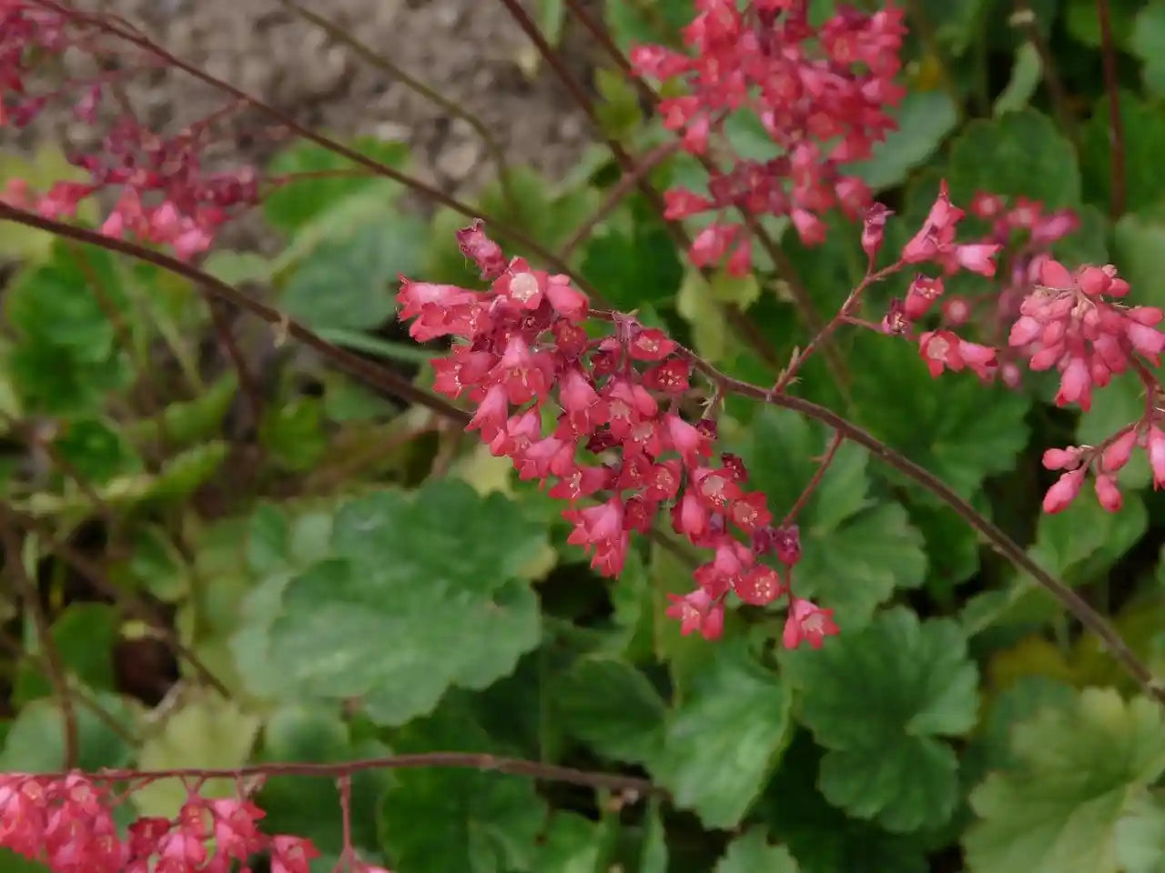 Heuchere (Huchera sanguinea) Leuchtkafer