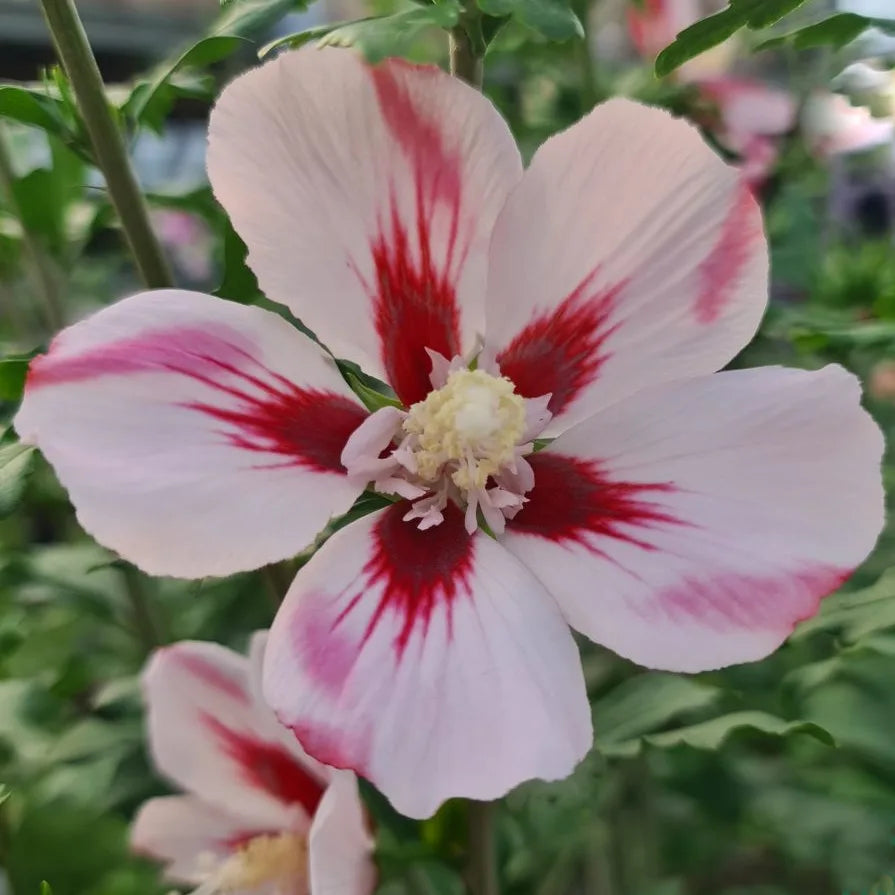 Hibiscus syriacus Hamabo