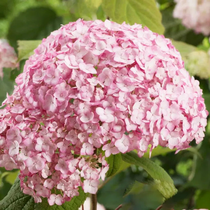 Fleurs roses tendres de l'hortensia (hydrangea) Candybelle