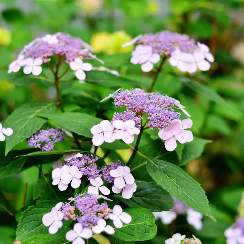 hortensia sargentiana