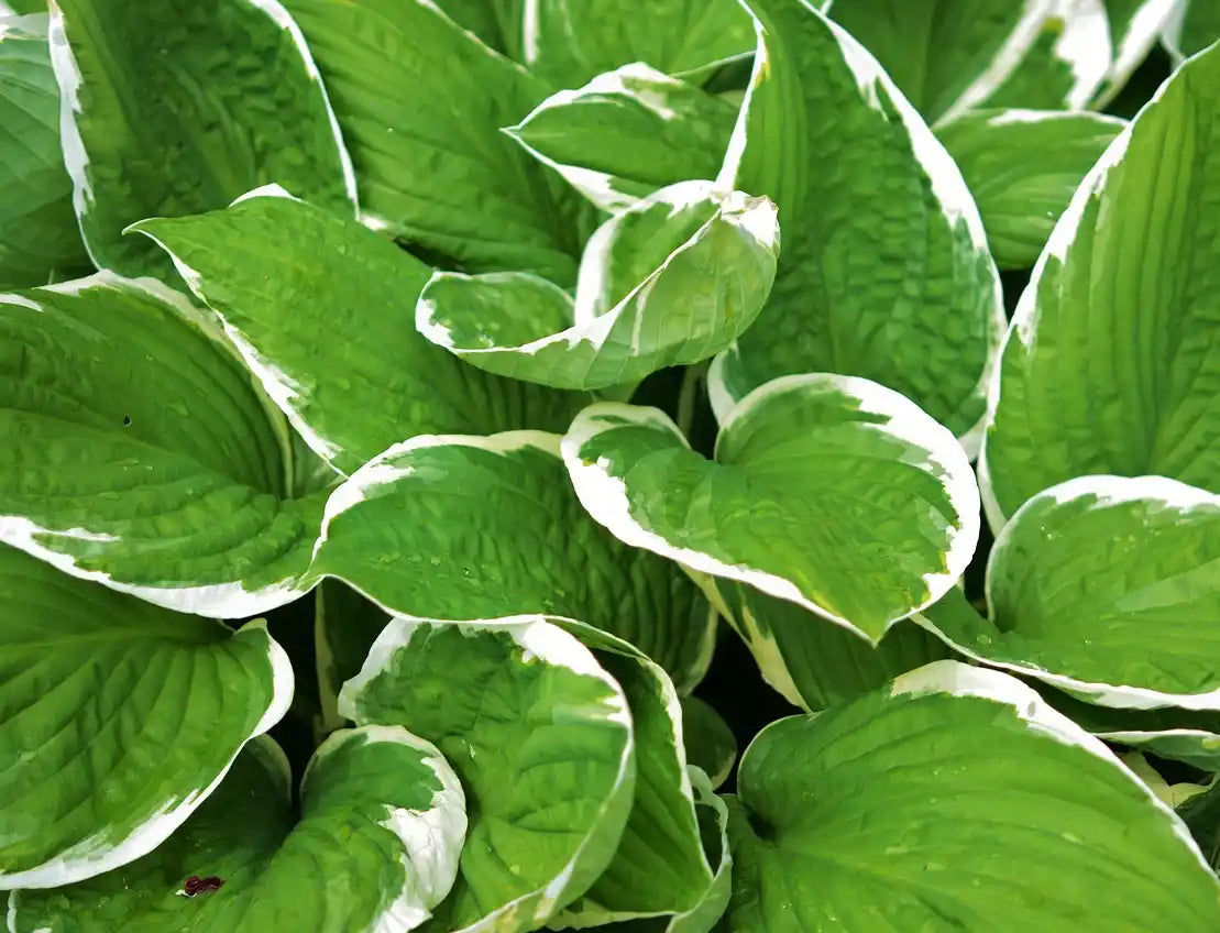 Hosta Aureomarginata